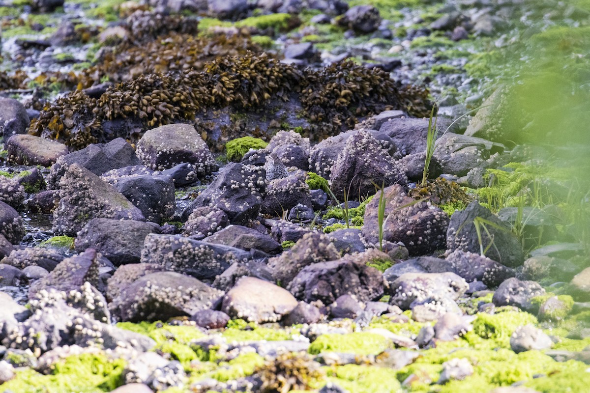 Spotted Sandpiper - Mark Sawyer