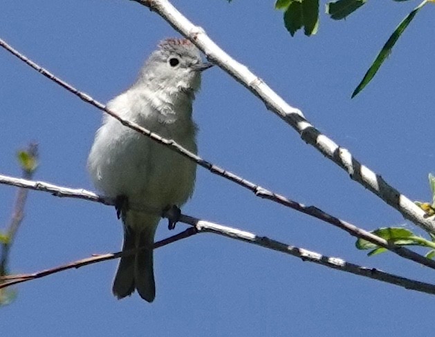 Lucy's Warbler - Peter Williams