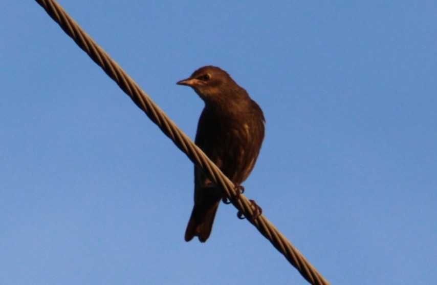 European Starling - Deborah  Hansen