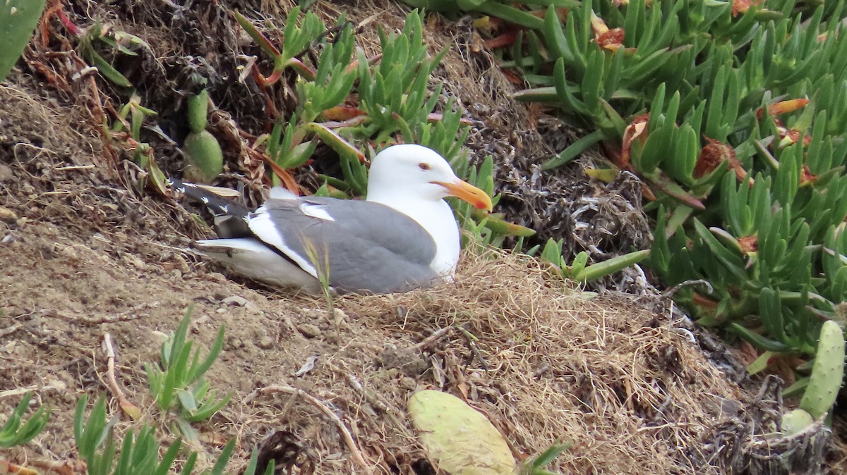 Western Gull - Petra Clayton