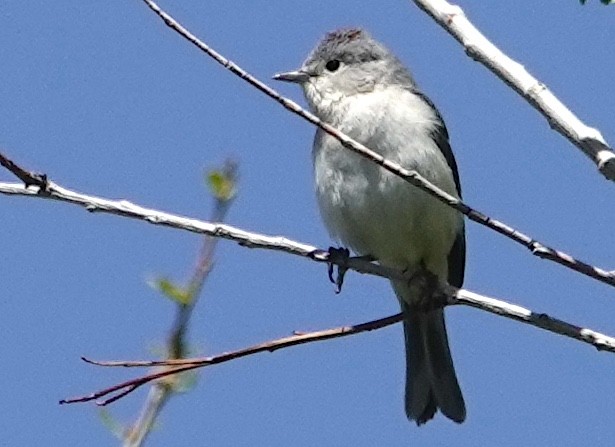 Lucy's Warbler - Peter Williams