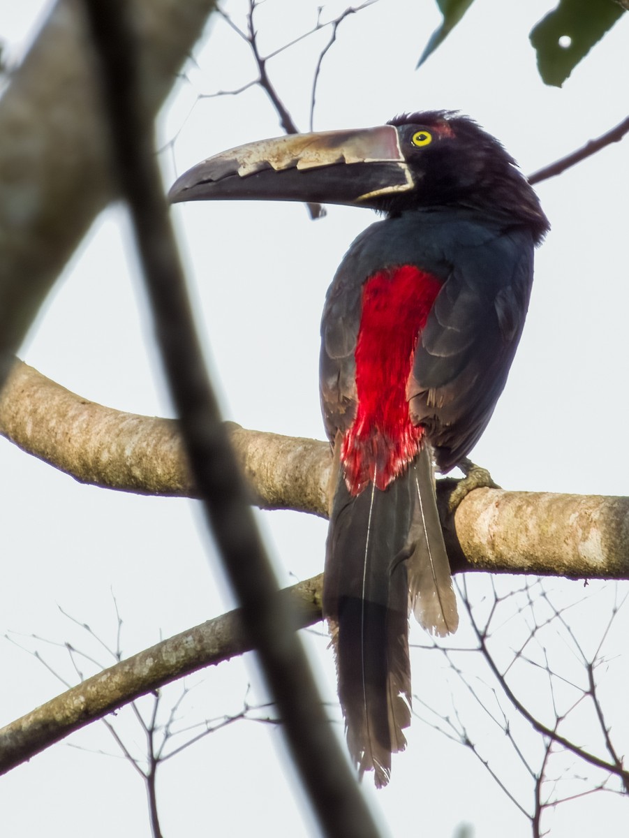 Collared Aracari - Imogen Warren