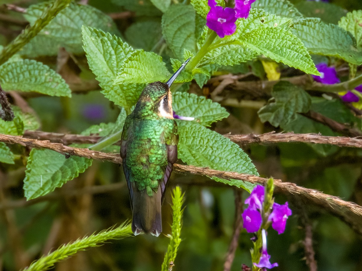 Purple-throated Mountain-gem - Imogen Warren