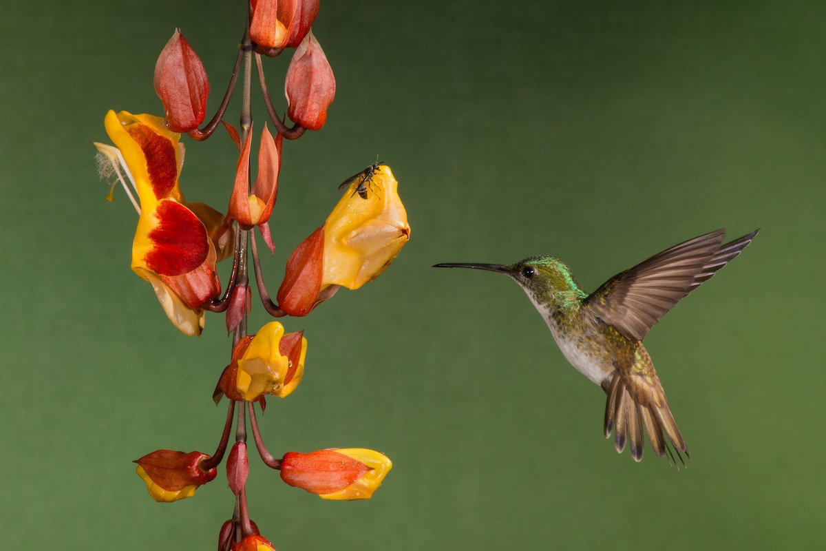 kolibřík andský - ML619428810