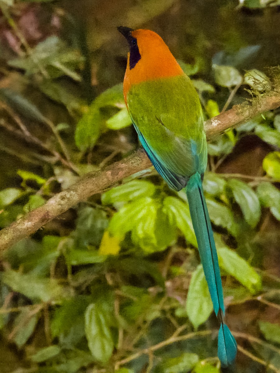 Rufous Motmot - Imogen Warren