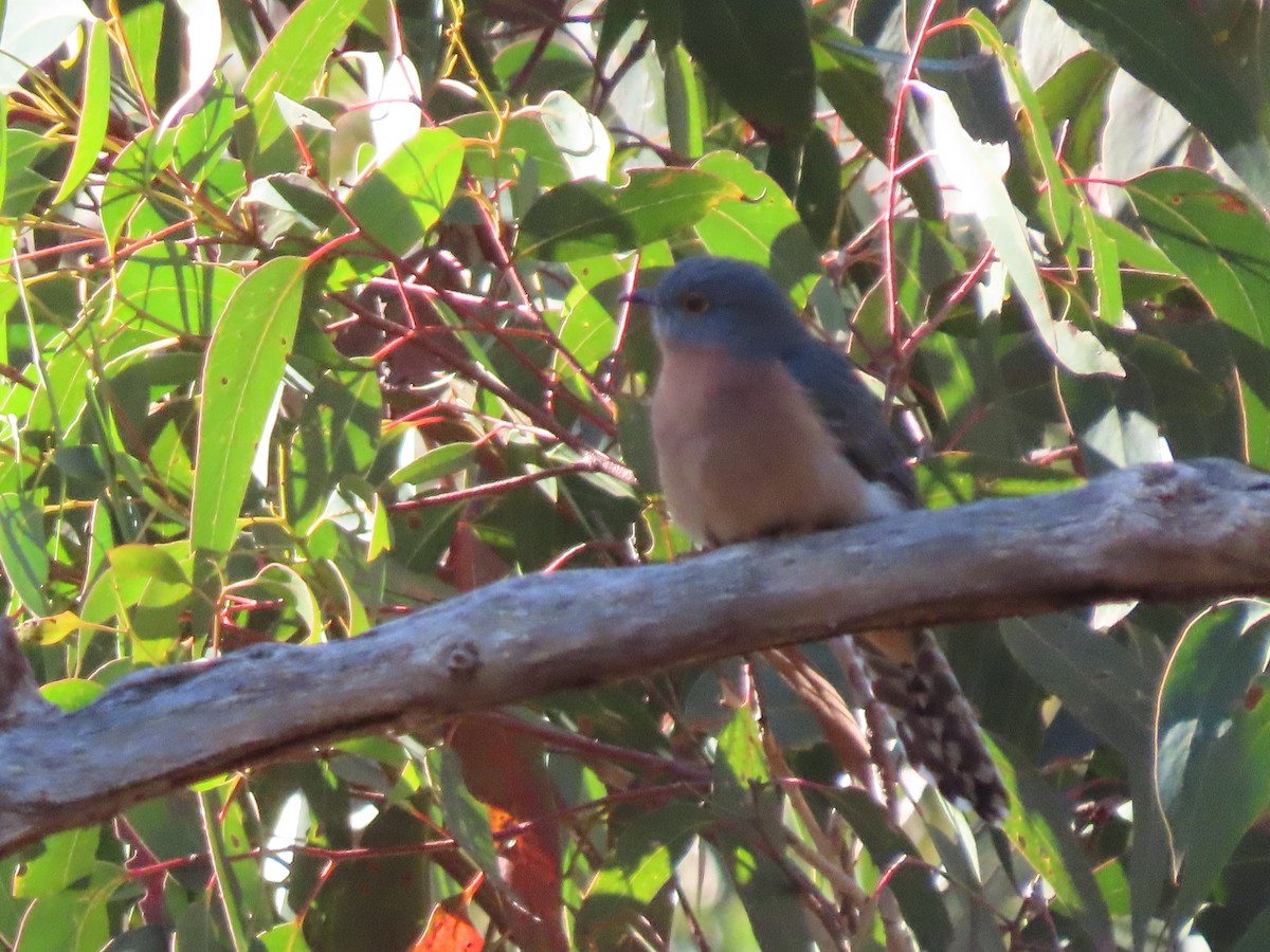 Fan-tailed Cuckoo - Sandra Henderson