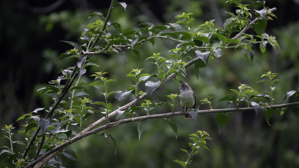 Yellow-bellied Elaenia - Andy Liu