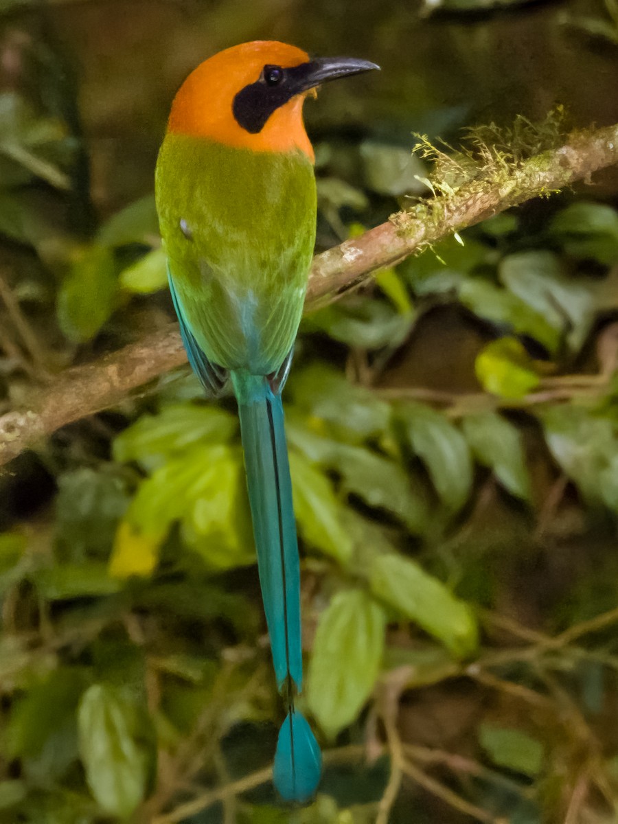 Rufous Motmot - Imogen Warren