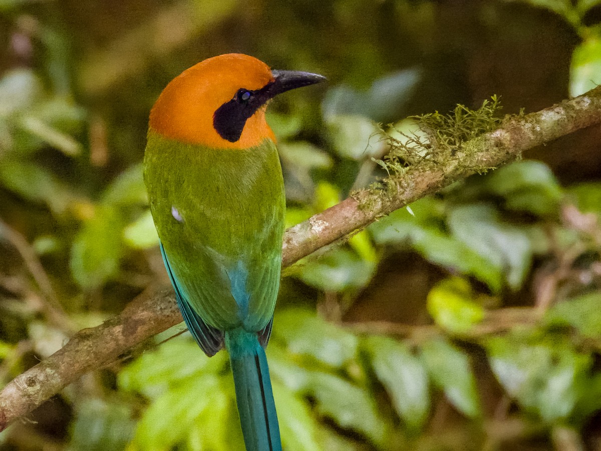 Rufous Motmot - Imogen Warren