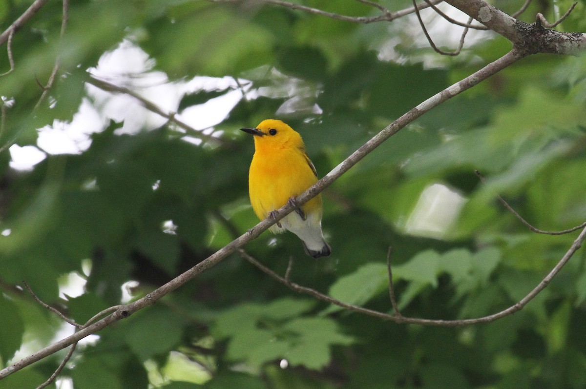 Prothonotary Warbler - naomi h