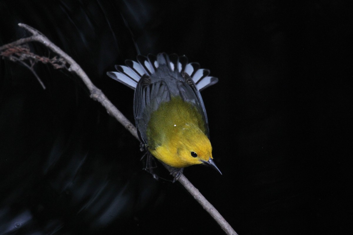 Prothonotary Warbler - naomi h