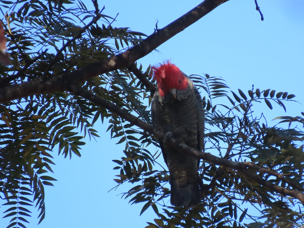 Gang-gang Cockatoo - ML619428827
