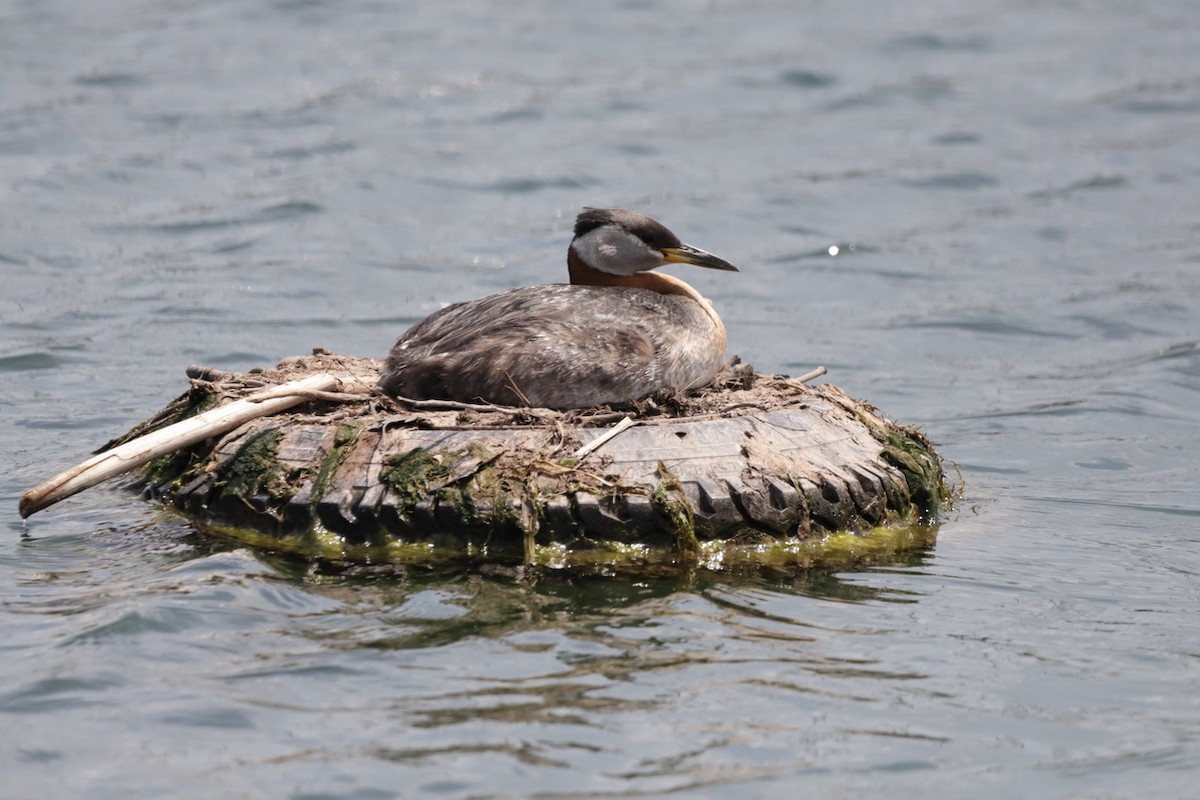 Red-necked Grebe - Steve McNamara