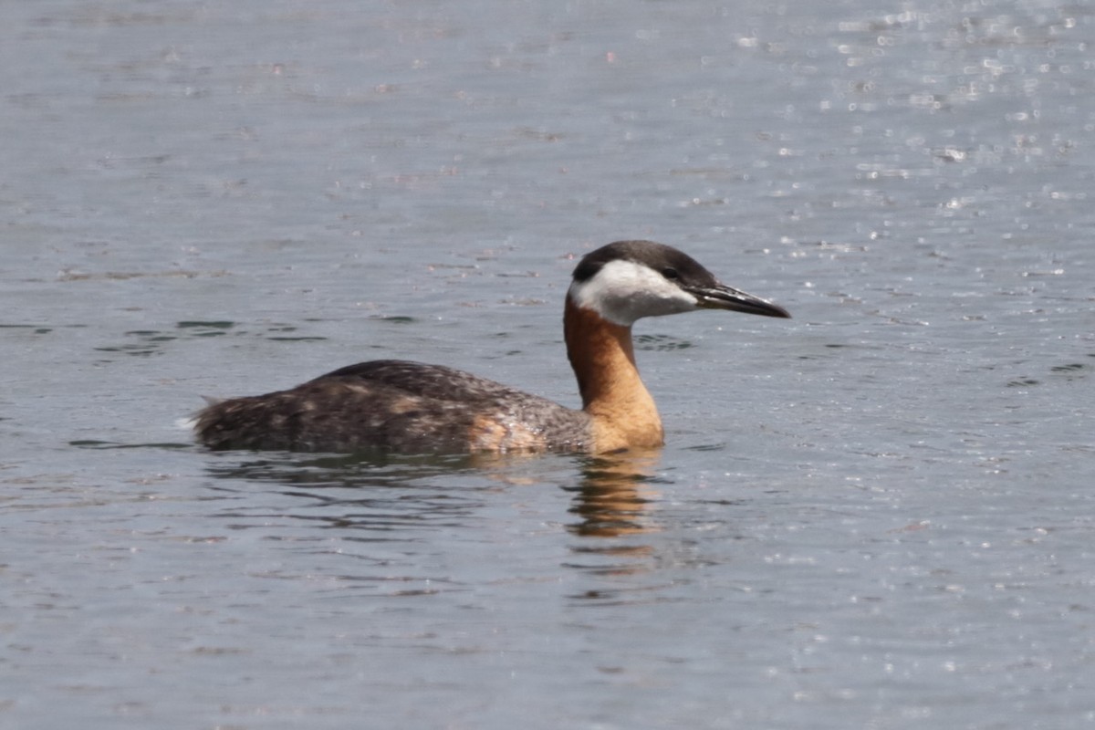 Red-necked Grebe - Steve McNamara