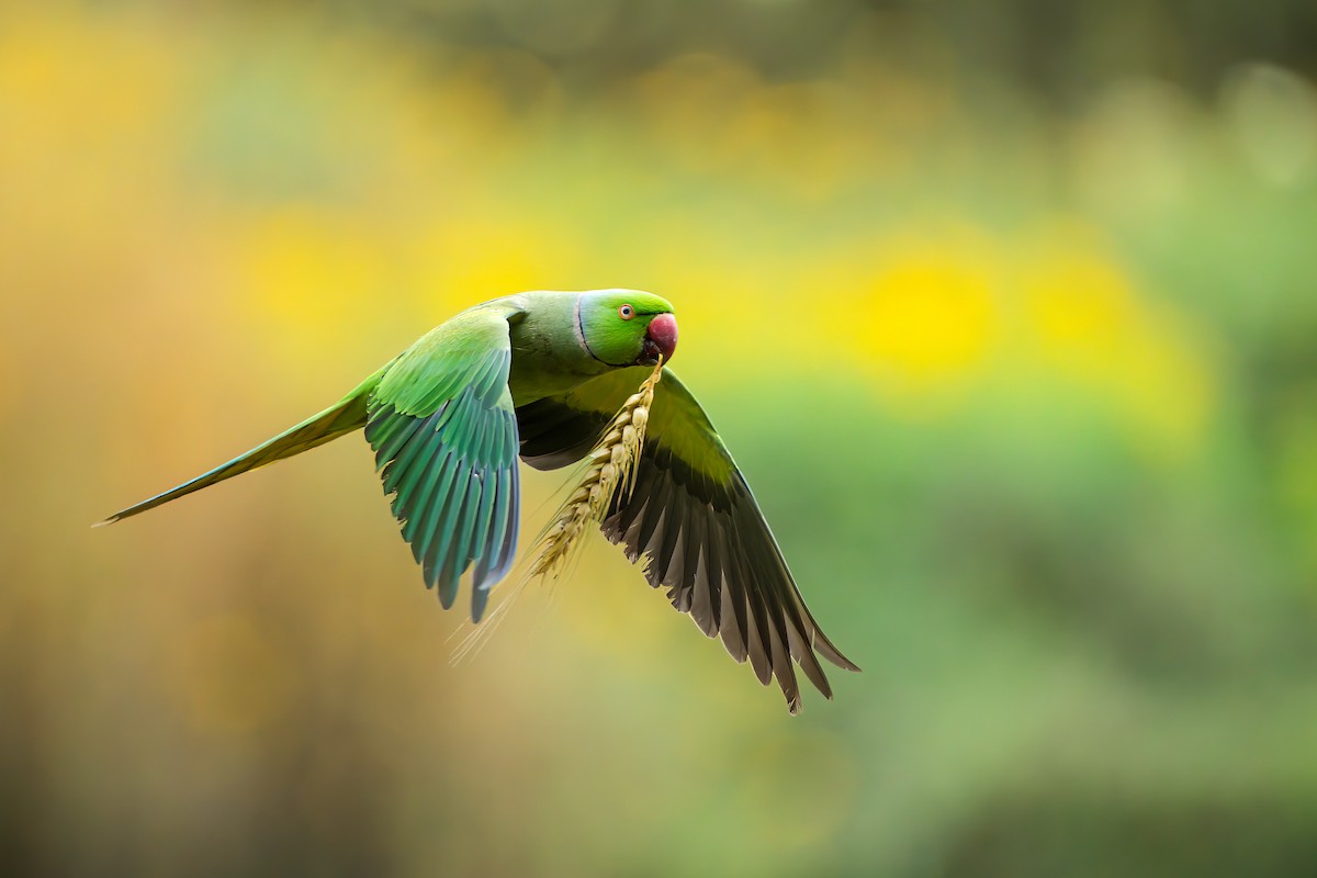 alexandr malý - ML619428838