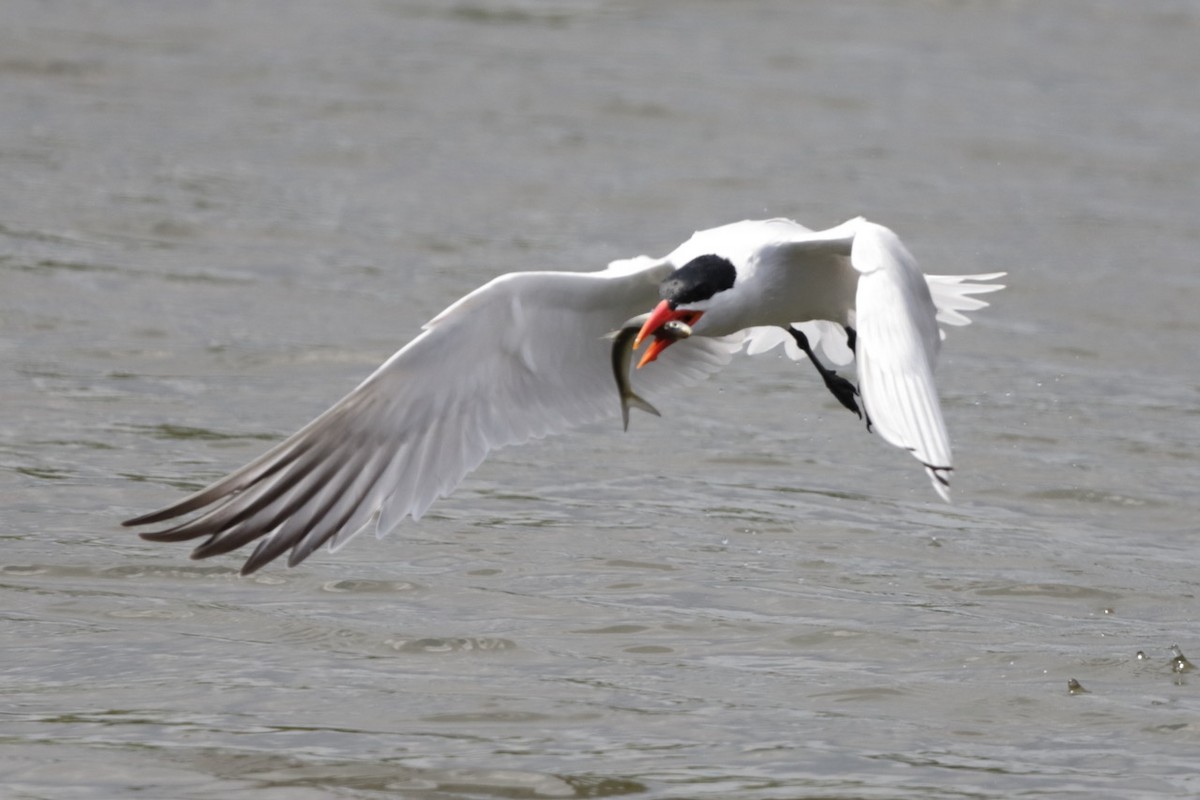 Caspian Tern - Steve McNamara