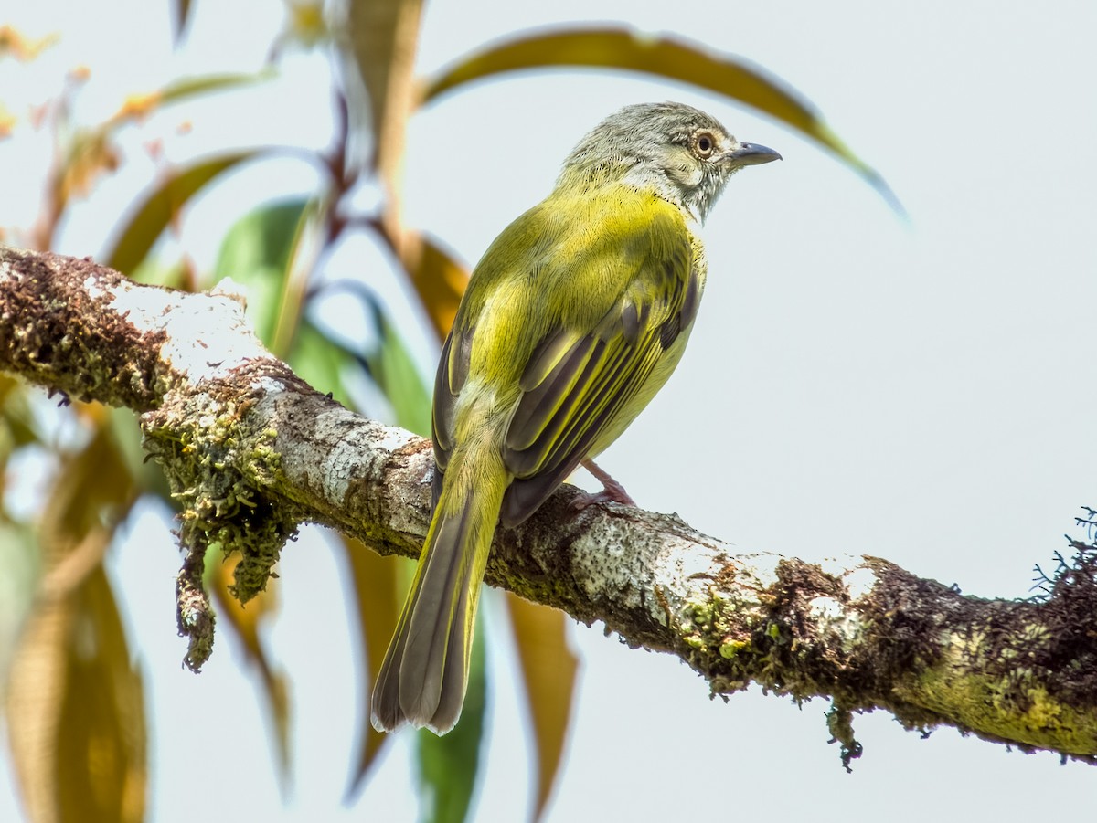 Yellow-olive Flatbill - Imogen Warren