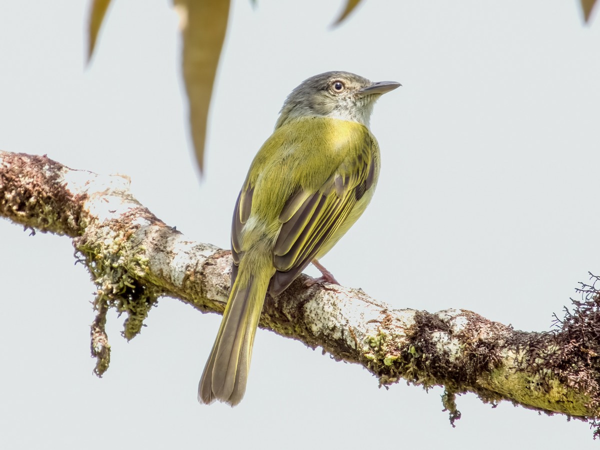 Yellow-olive Flatbill - Imogen Warren