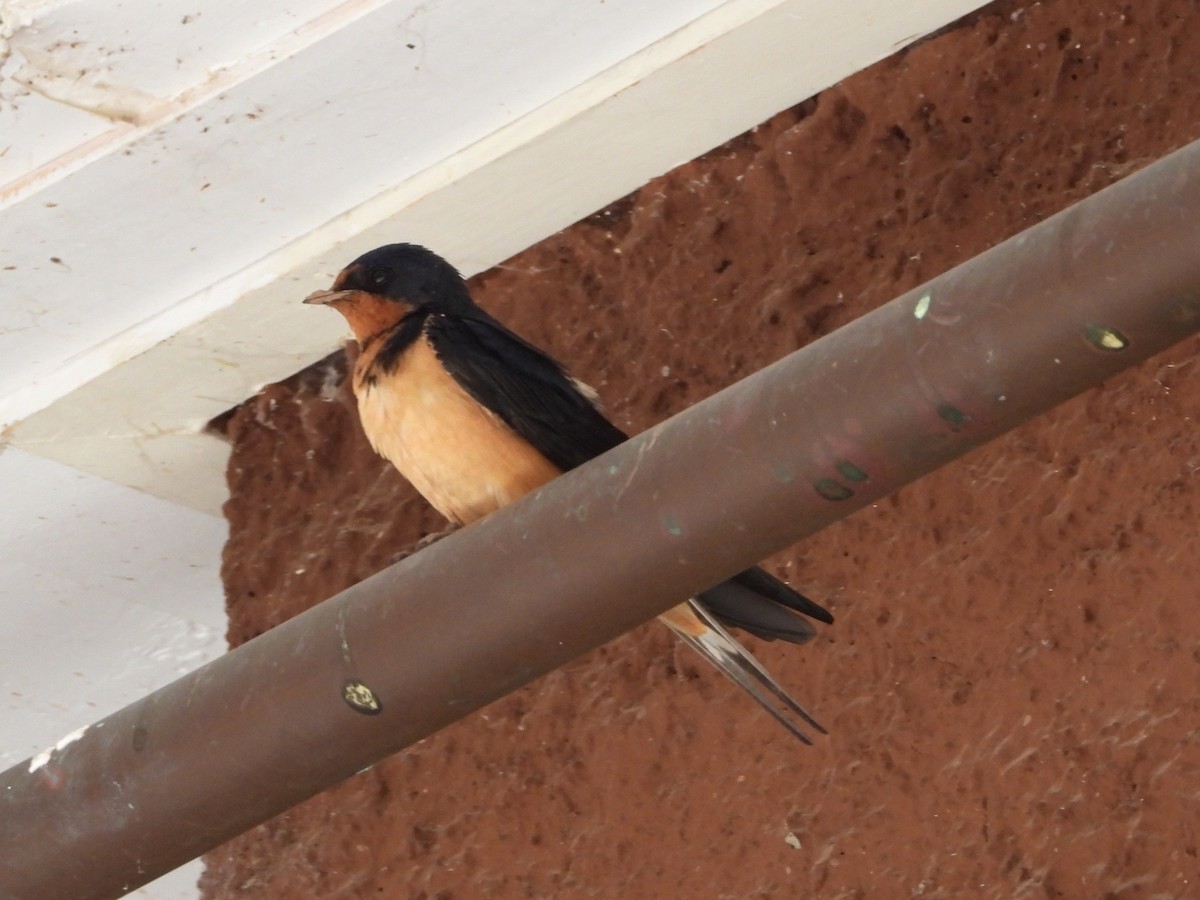 Barn Swallow - Pam Griffin