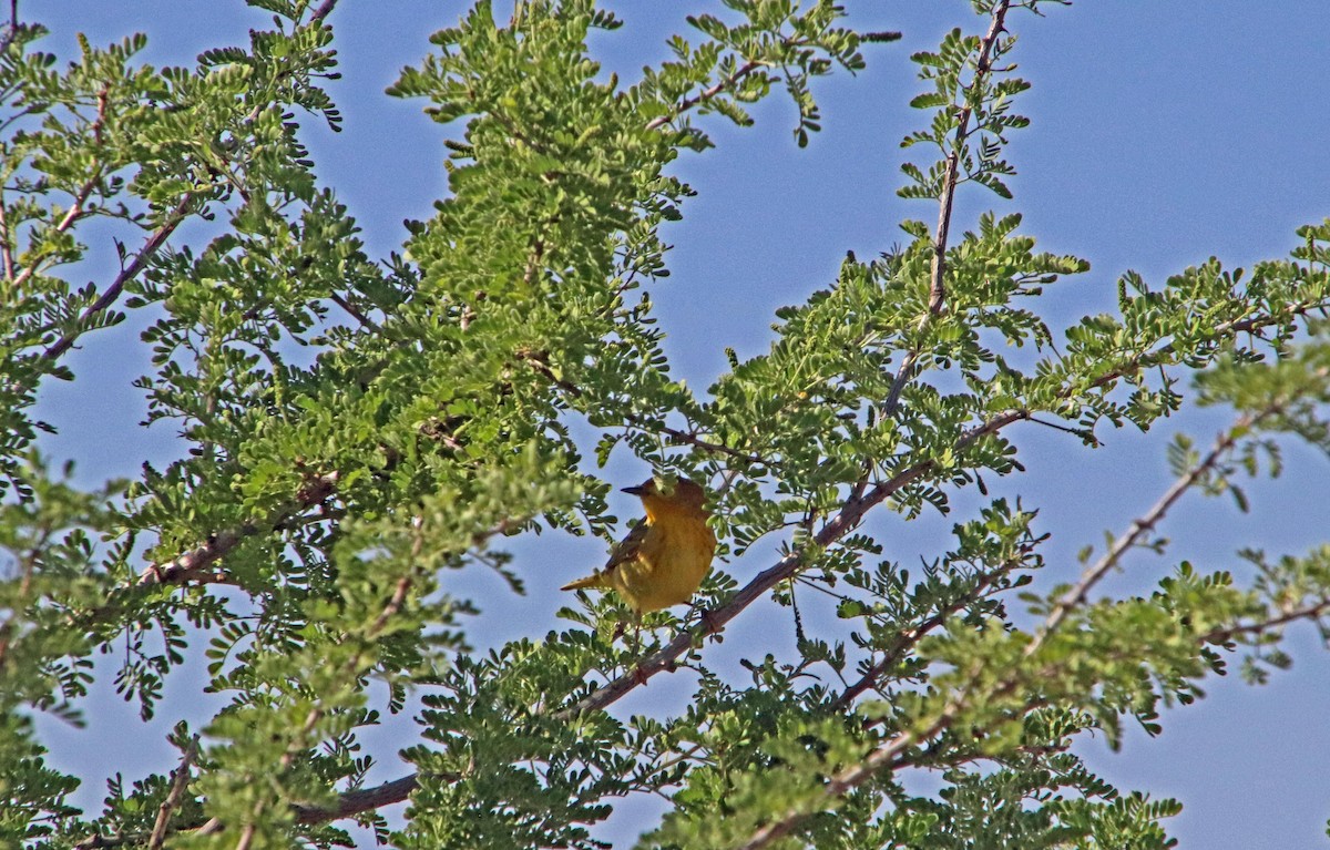 Yellow Warbler - ML619428866