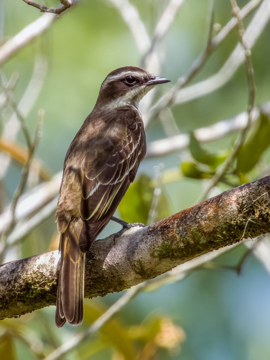 Piratic Flycatcher - Imogen Warren