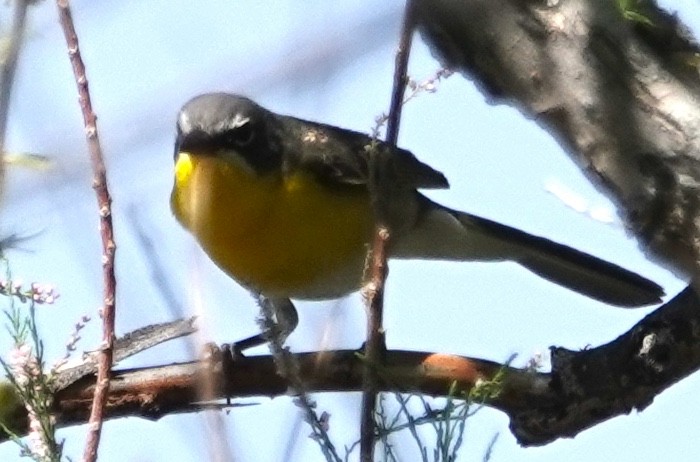 Yellow-breasted Chat - Peter Williams