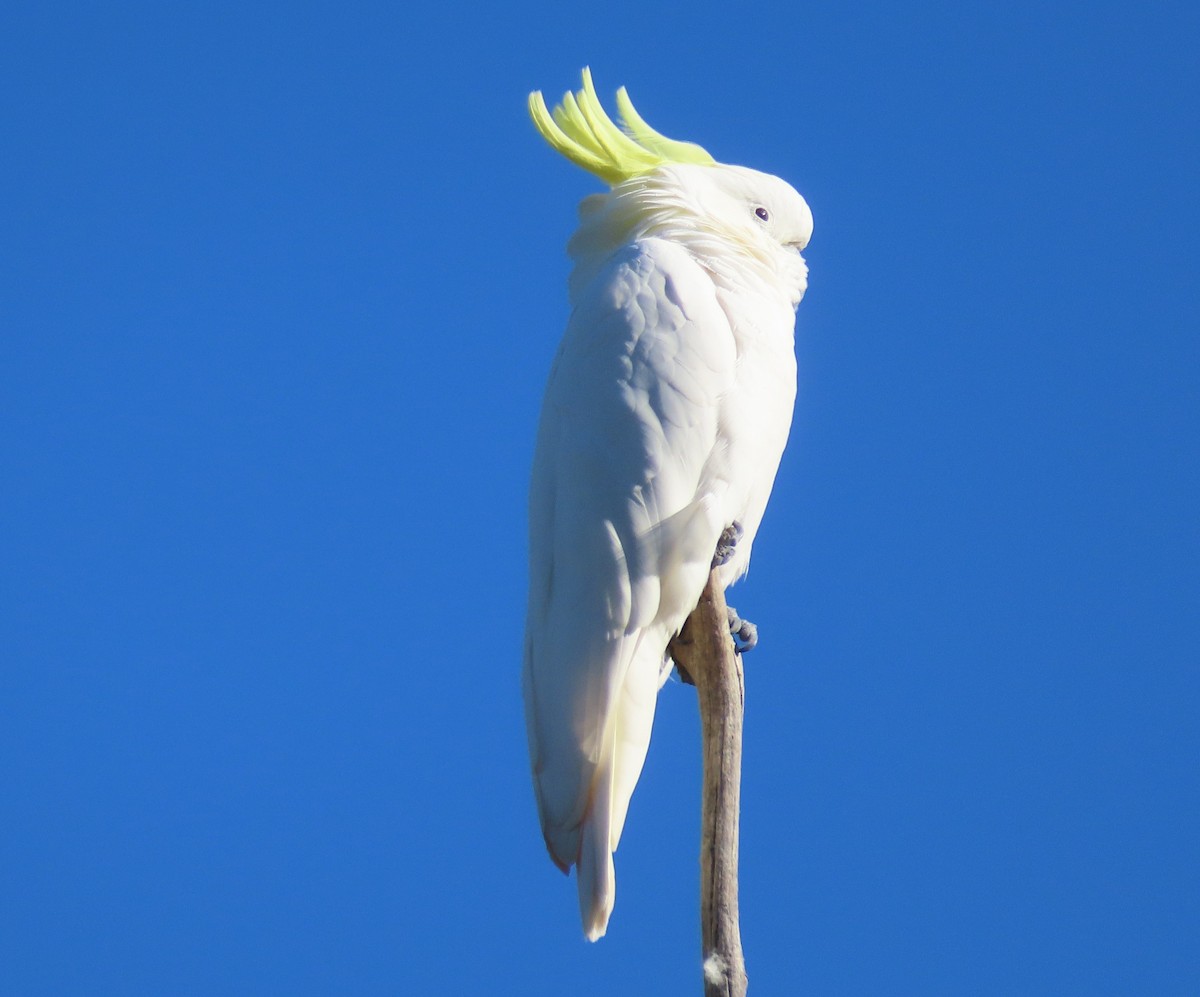 Sulphur-crested Cockatoo - Sandra Henderson