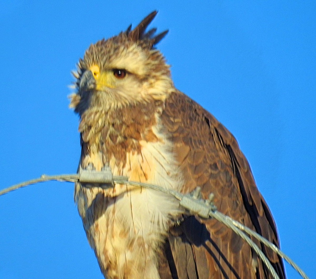 Águila de Azara - ML619428877