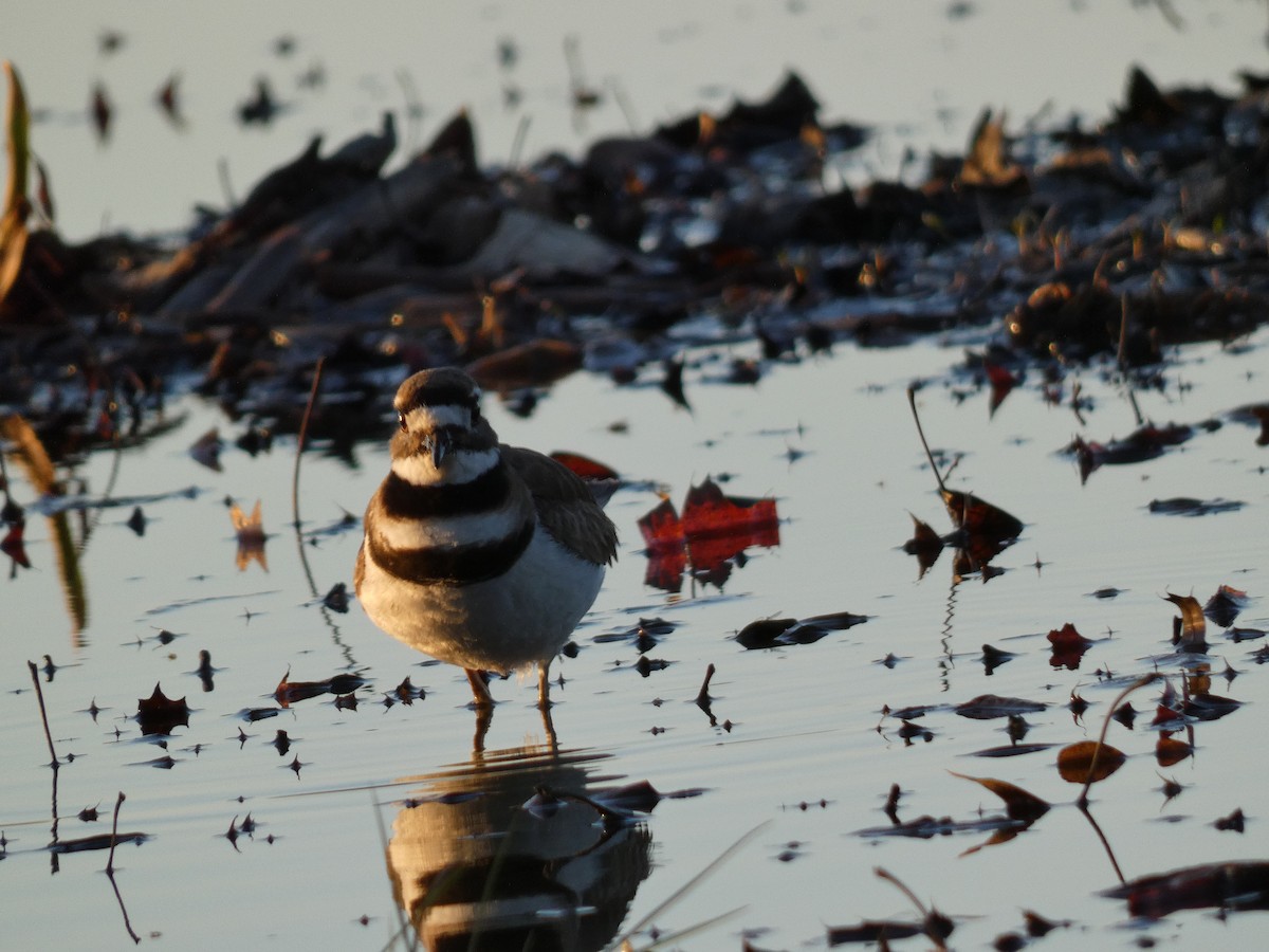 Killdeer - Irene Cody