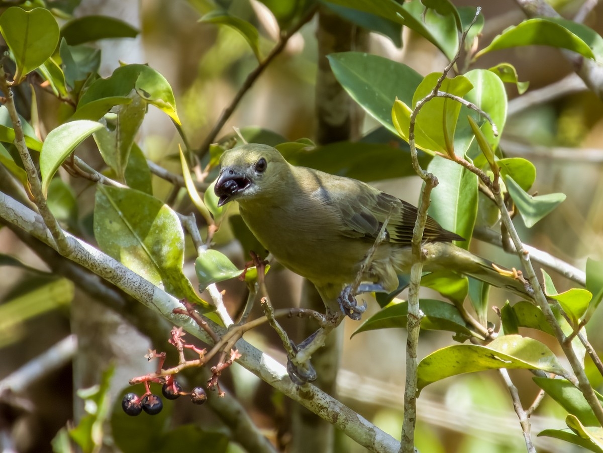 Palm Tanager - Imogen Warren