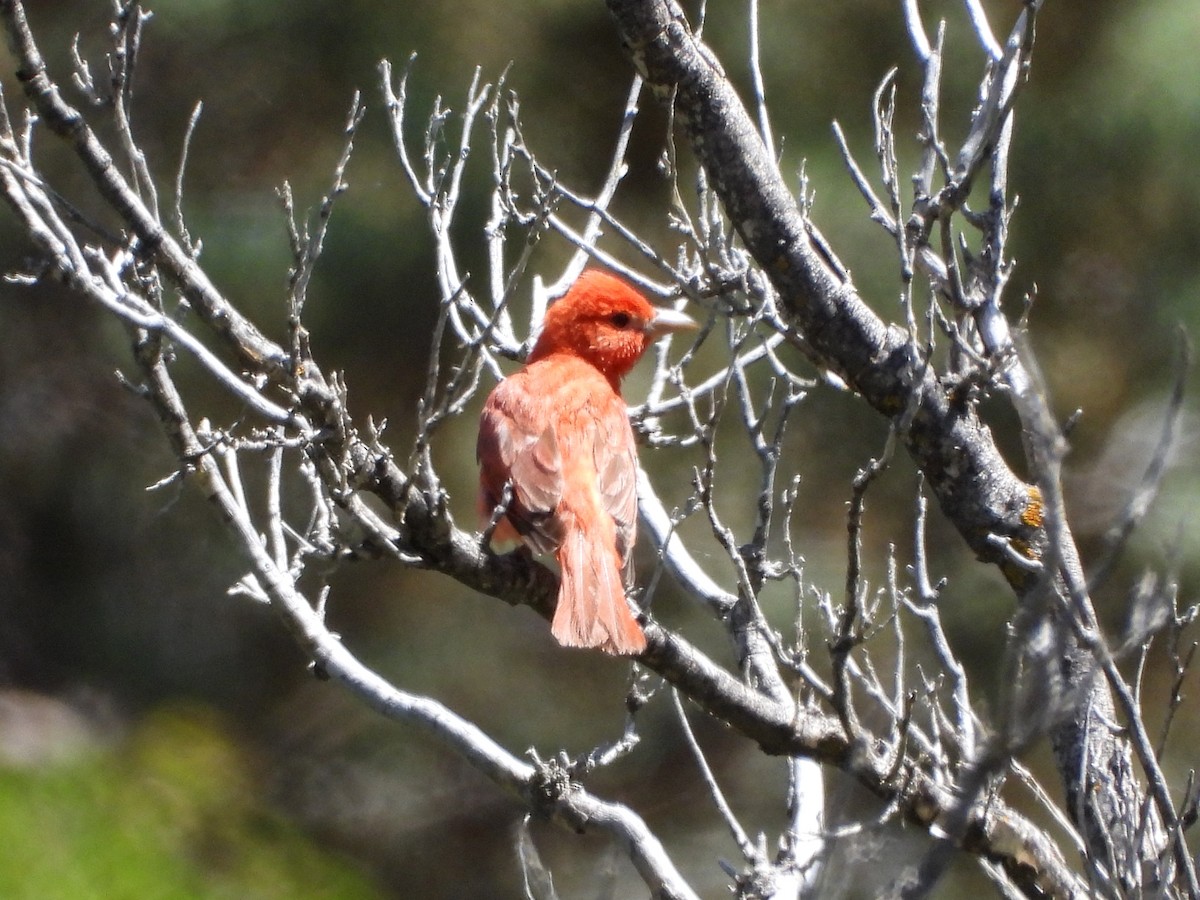 Summer Tanager - Pam Griffin