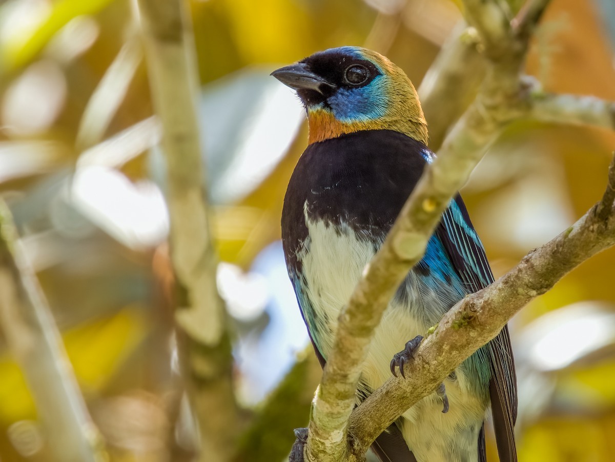 Golden-hooded Tanager - Imogen Warren