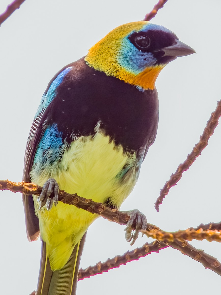 Golden-hooded Tanager - Imogen Warren