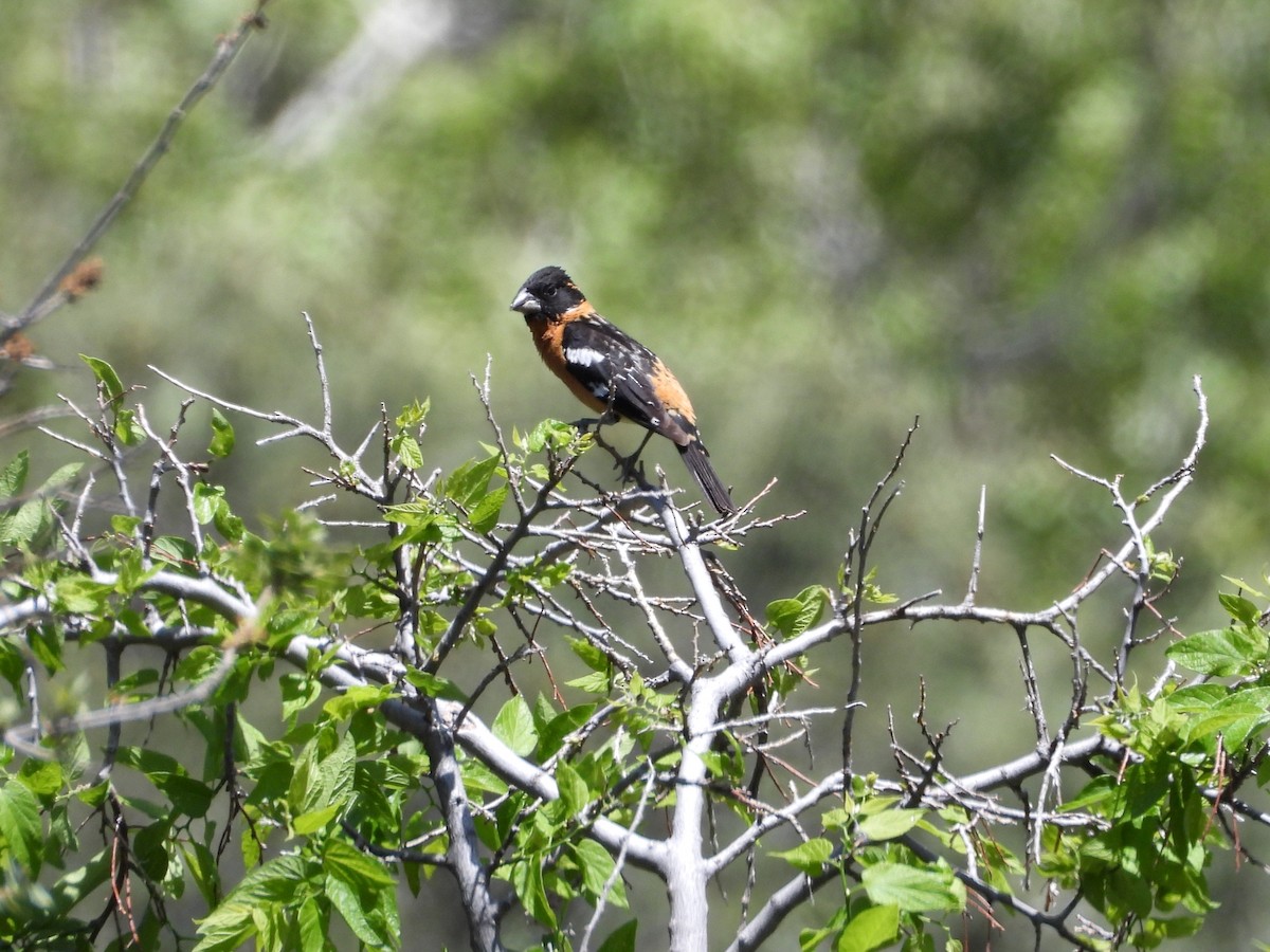 Black-headed Grosbeak - Pam Griffin