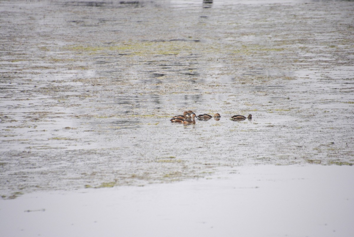 Lesser Whistling-Duck - Alyssa DeRubeis