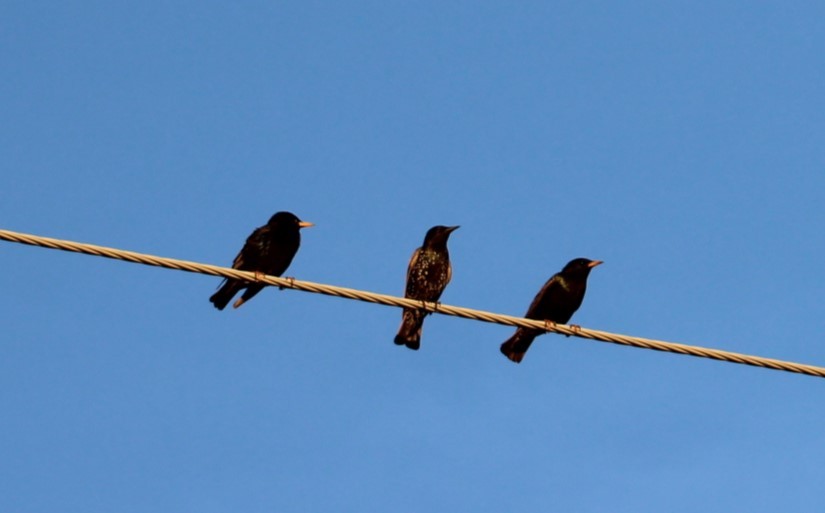 European Starling - Deborah  Hansen