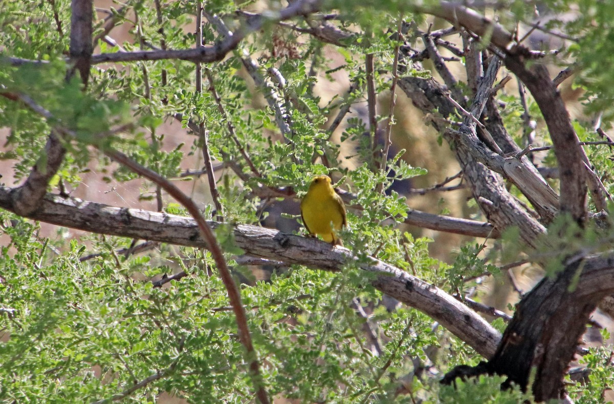 Wilson's Warbler - ML619428918