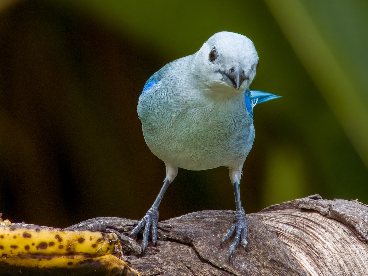 Blue-gray Tanager - Imogen Warren