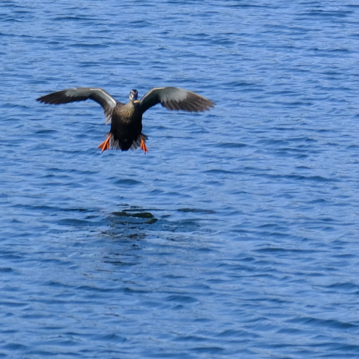 Eastern Spot-billed Duck - Kuan Chia Hsiu