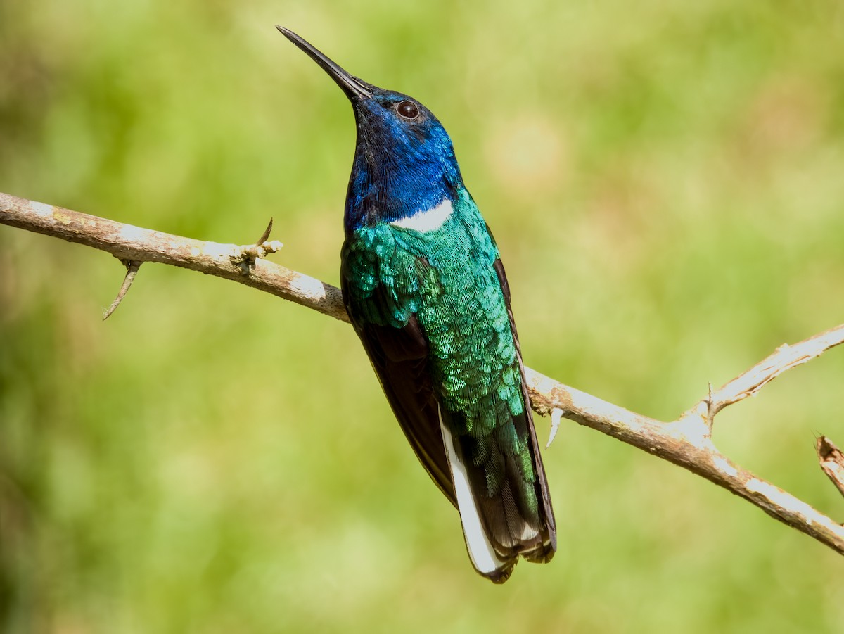 White-necked Jacobin - Imogen Warren