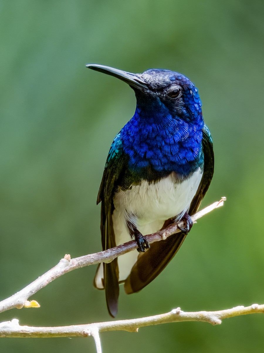 White-necked Jacobin - Imogen Warren