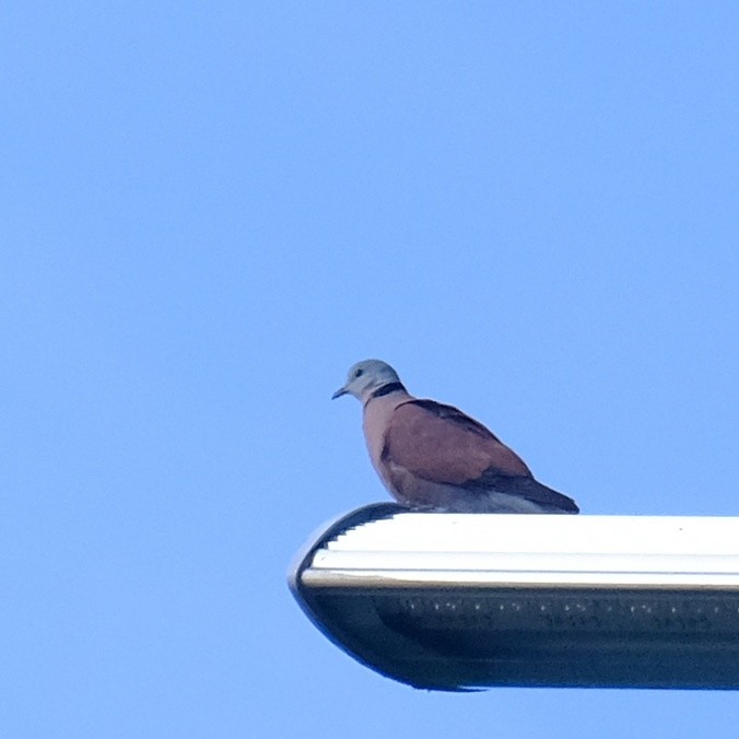 Red Collared-Dove - Kuan Chia Hsiu