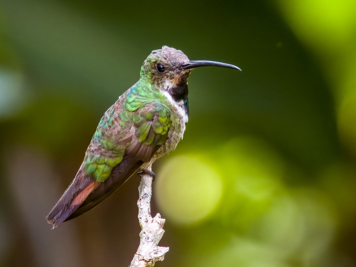 Green-breasted Mango - Imogen Warren