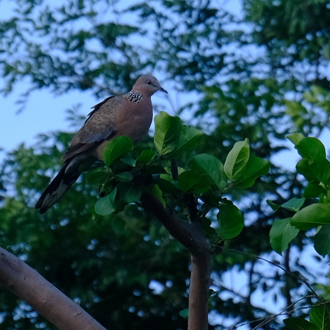 Spotted Dove - Kuan Chia Hsiu