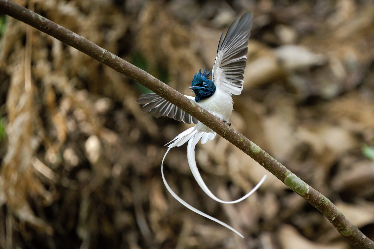 Indian Paradise-Flycatcher - ML619428959