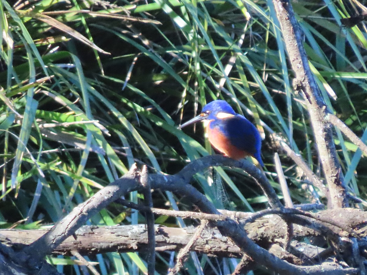 Azure Kingfisher - Sandra Henderson