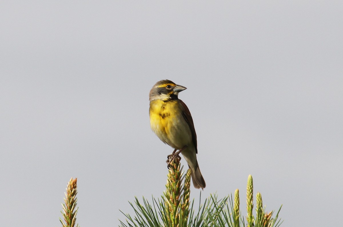 Dickcissel - naomi h