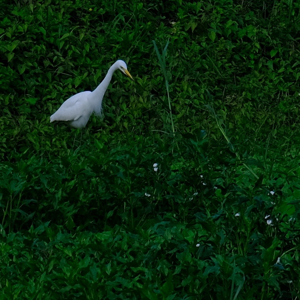 Medium Egret - Kuan Chia Hsiu