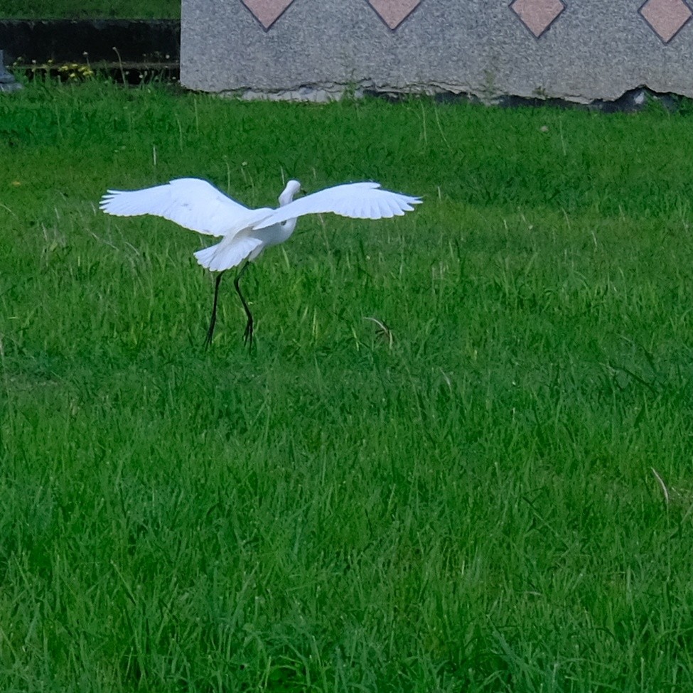 Medium Egret - Kuan Chia Hsiu