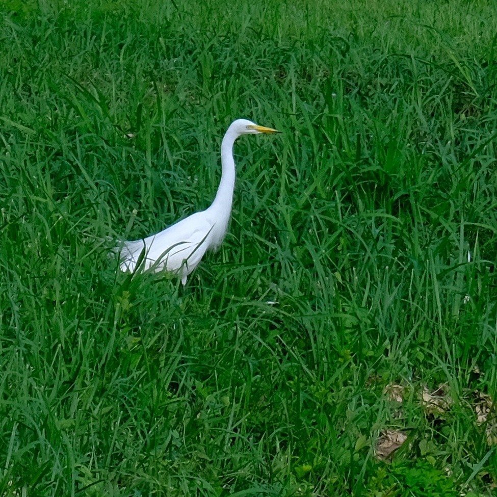 Medium Egret - Kuan Chia Hsiu